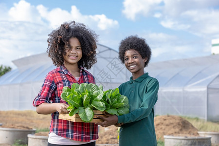 发型非洲男童和女在温室各种环境保护主题的前面收割后拿着一篮子生菜蔬沙拉以展示他们持有的木篮蔬菜沙拉绿色地球日园艺卷曲合作图片