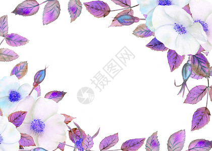 白色玫瑰果花几何框架中的插花卉海报紫色调的邀请函用于装饰贺卡或请柬的水彩作品白色玫瑰果花紫调的邀请函用于装饰的水彩作品贺卡或请柬图片
