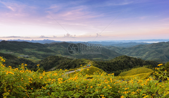 植物全景山峰日出场泰国梅洪森省DoiMeaUKoh与墨西哥野生日葵花谷TungBuaTong一起场地目的图片