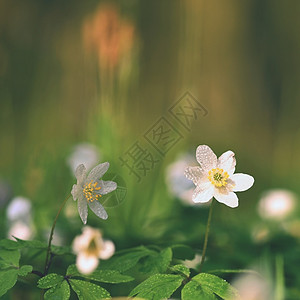 白色小花开花的青草中春白花阿内莫尼Anemoone草地背景