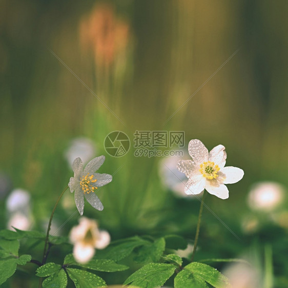 开花的青草中春白花阿内莫尼Anemoone草地图片