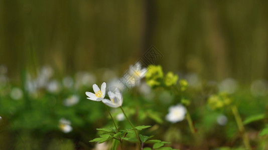 女青草中的春白花阿内莫尼Anemoone四月海葵图片