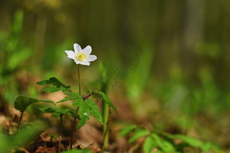 四月海葵青草中的春白花阿内莫尼Anemoone开花图片