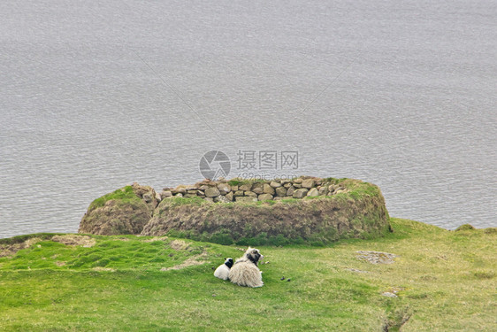 一种岩石动物在法罗群岛瓦加尔的绿地上铺设着可爱的小羊羔在背景的Sorvagsvatn湖或Leitisvatn湖下布满了法罗群岛水图片