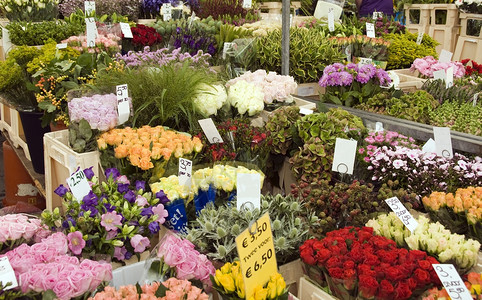紫色的丰富多彩荷兰花卉市场上各种颜色的花店铺图片