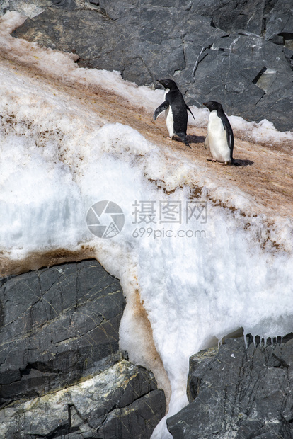 冰川寒冷的企鹅夫妇在高速公路上爬冰雪泥土的山峰有色图片