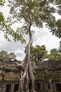 修道院历史宗教柬埔寨吴哥Angkor的TaProhm丛林寺庙里生长着一棵巨大的松树四面藻根系横跨寺庙建筑群外的两个故事画廊图片