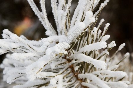 松针上的雪把白雪贴黑色冬天云杉图片