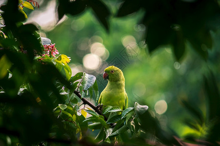 动物玫瑰色的鹦鹉在偷窥我们的同时在家花园里尝美味的恒星果子美丽的被树叶框着自然而地环境长尾小鹦鹉图片