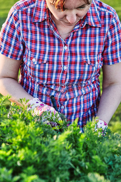 坦率女人在后院的一家庭花园工作采摘蔬菜把卡迪德人真实时刻情况放在木箱里新鲜的夏令图片