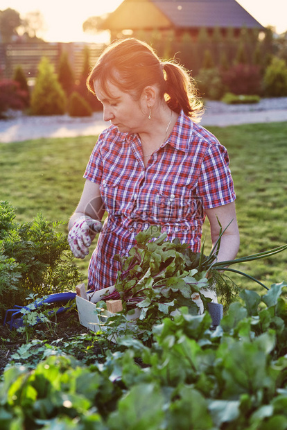 真正的女人在后院一家庭花园工作采摘蔬菜把卡迪德人真实时刻情况放在木箱里白天活动图片