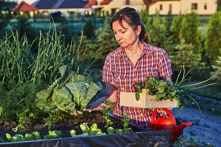 充满活力真正的女人在后院一家庭花园工作采摘蔬菜把卡迪德人真实时刻情况放在木箱里绿意盎然图片