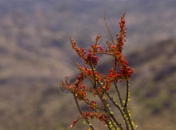 锋利的在奥科蒂洛仙人掌峡谷上开花有选择地关注Rincon山地点是东师Saguaro公园在Cactus森林驱动器一带观看的Nick图片