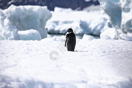 动物看黑白企鹅在南极洲漂浮冰山上孤独单寒冷的图片