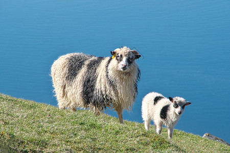 水平的在法罗群岛StreymoyStromo岛上用羊羔绘制法罗群岛绵羊和羔的横向景象形法罗群岛光荣景观牧场放图片