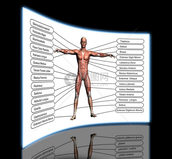 皮肤马格纳斯生物学高分辨率概念或3D人类解剖学和肌肉作为人体的比喻孤立在白色背景上图片