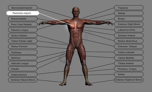 腓肠肌直肌内收高分辨率概念或3D人类解剖学和肌肉以灰色背景隔离作为人体的比喻指尖设计图片