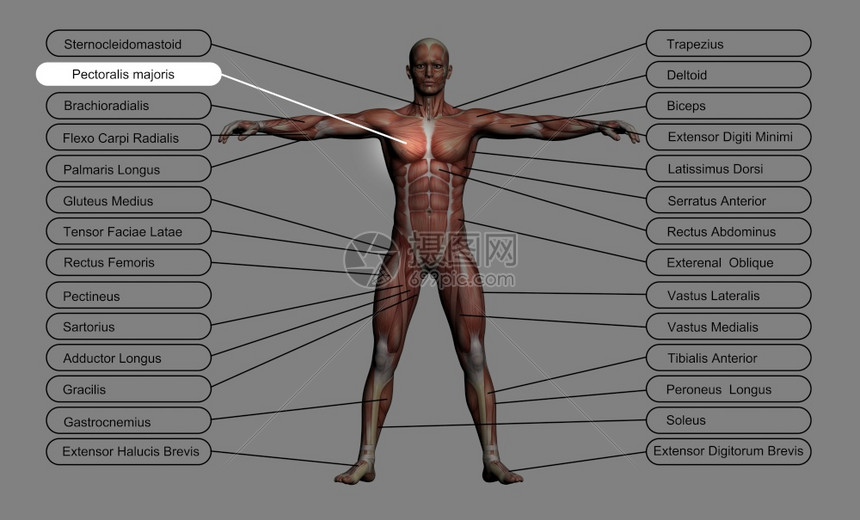 直肌内收高分辨率概念或3D人类解剖学和肌肉以灰色背景隔离作为人体的比喻指尖图片