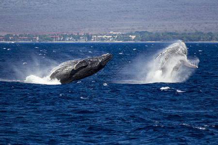 两头座鲸很少同时从蓝海跳出色的水只要巨翅目自然图片