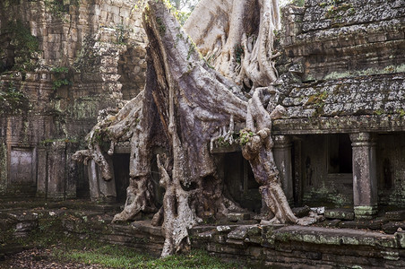 历史复杂的柬埔寨吴哥渡附近的柏利汗寺庙建筑群的石廊上生长着一棵巨大的松树其根是长在柬埔寨吴哥河附近的四面花丛中这些寺庙正从丛林中图片