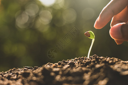 叶子种植幼苗从肥沃的土壤中生长园艺图片