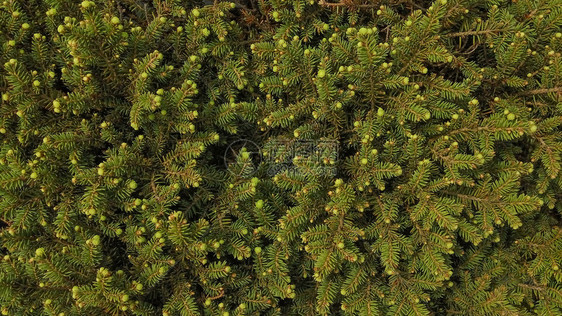 花园细节美丽蓬松的针叶树新鲜绿色枝艺术背景新鲜绿色的针叶树图片