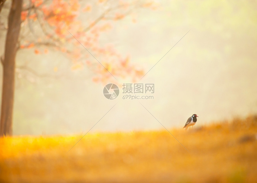 艾丛林梦这只鸟在一个和平美妙的家中被宣布为Unesco世界遗产名字叫东法雅日叶林综合体图片