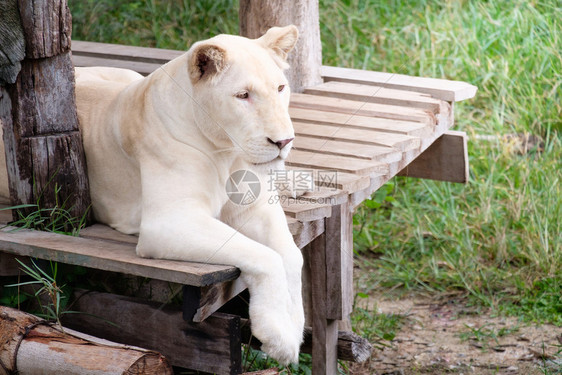 舌头保护白狮子躺在木担架上向前看动物园的一个小木屋面部的图片