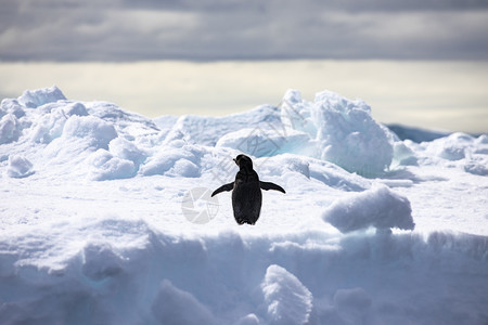 企鹅在南极洲白冰山上张开鳍明亮的焦虑相似图片
