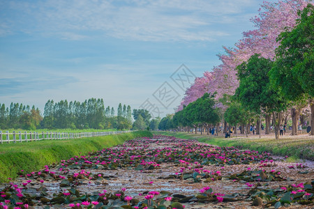 泰国农业大学的花园背景图片