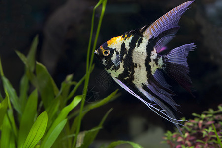 用于绿色水族馆的天使鱼用于绿色水族馆的多用途天使鱼团体丰富多彩的角度图片