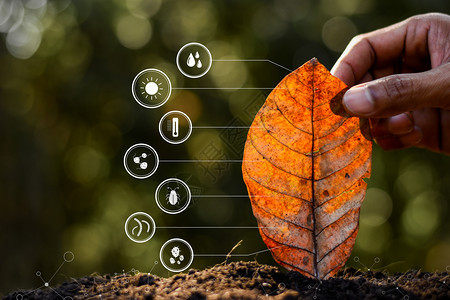 磷人类手中的叶子和技术标志人物关于退化到土壤中的树叶农业质地图片