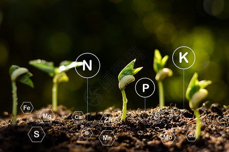 人们泥树苗正在从富饶的土壤中生长周围有关于地球元素的技术标志物钾图片