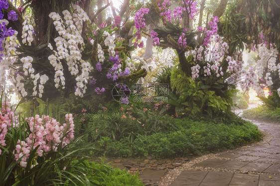 投手景观清晨赏多彩的外来花兰朵美丽的早晨观赏多彩外来溢花兰园喷水洒器生长图片