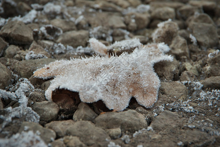 水平图象在寒冷的秋天躺冰晶覆盖的石头上以棕色的冻橡树叶表面浅深处叶子冻伤数字的图片