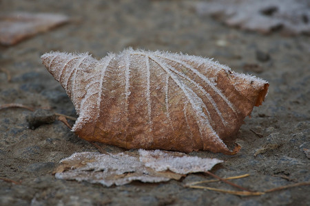 重点浅的水平图像在寒冷的秋天一层被冰晶覆盖的石头上躺着冻叶片表面浅深的横向图像干瘪图片