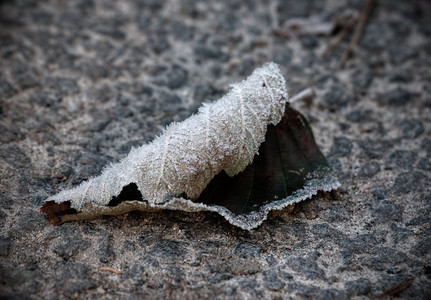 水平图像在寒冷的秋天一层被冰晶覆盖的石头上躺着冻叶片表面浅深的横向图像美丽水晶栎属图片