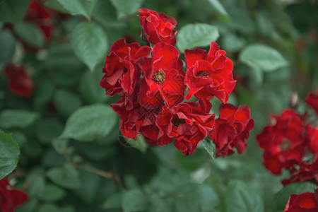 开花绿色背景上的园背景与复制空间绿色背景上的花园红色朵玫瑰植物学图片