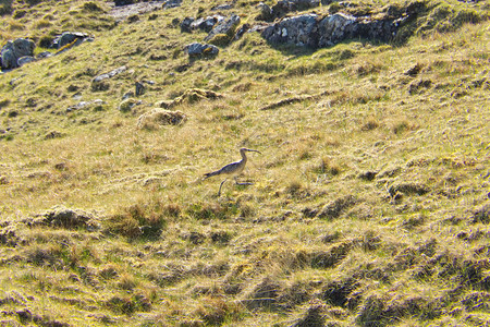 远足动物学NumeniusphaeopuswhimbrelRegenbrachvogel在法罗群岛StreymoyStromo岛图片