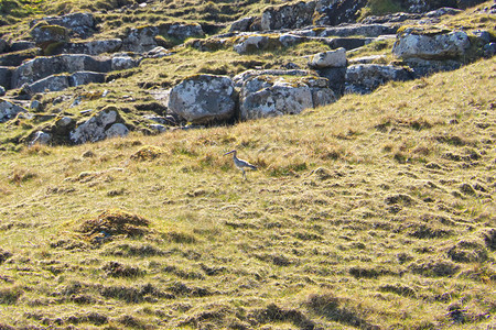 辉煌自然NumeniusphaeopuswhimbrelRegenbrachvogel在法罗群岛StreymoyStromo岛的图片