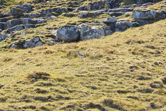 辉煌自然NumeniusphaeopuswhimbrelRegenbrachvogel在法罗群岛StreymoyStromo岛的图片