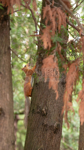 松鼠在绿色公园的树上松鼠在绿色公园的树上阿尔泰干浓密的图片