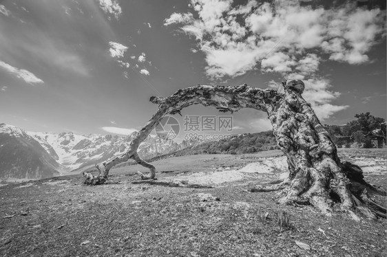 死树黑白岩石场地图片