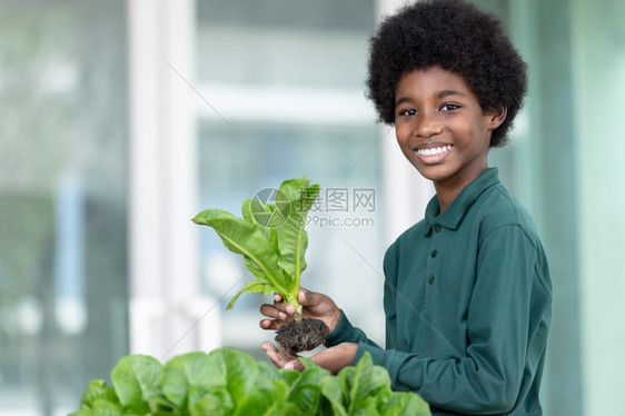 皮肤非洲男孩展示他们最近从社区种植的花园中收获蔬菜有机包括一手充满新鲜生菜的蔬沙拉色各种环境保护主题绿色地球日园艺有机农业等环保图片