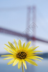 美丽有色4月25日带里斯本桥的黄色黛西高速公路图片