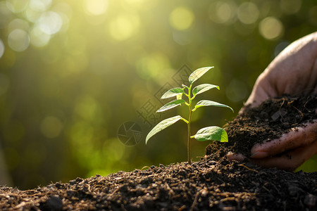 栽培的泥幼苗从富饶土壤长到阳光明亮的晨生态概念正在增长保护图片