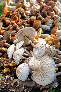 收成一些不同的野生蘑菇安排了食用蘑菇营养菌丝体图片