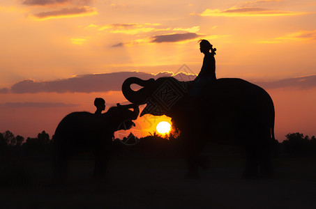 大象剪影背景图片