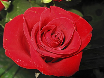 红玫瑰花朵盛开图片