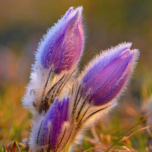 美丽的紫色小辣椒花普尔萨提拉大美人在日落时春草原上闪耀地优质的木制图片